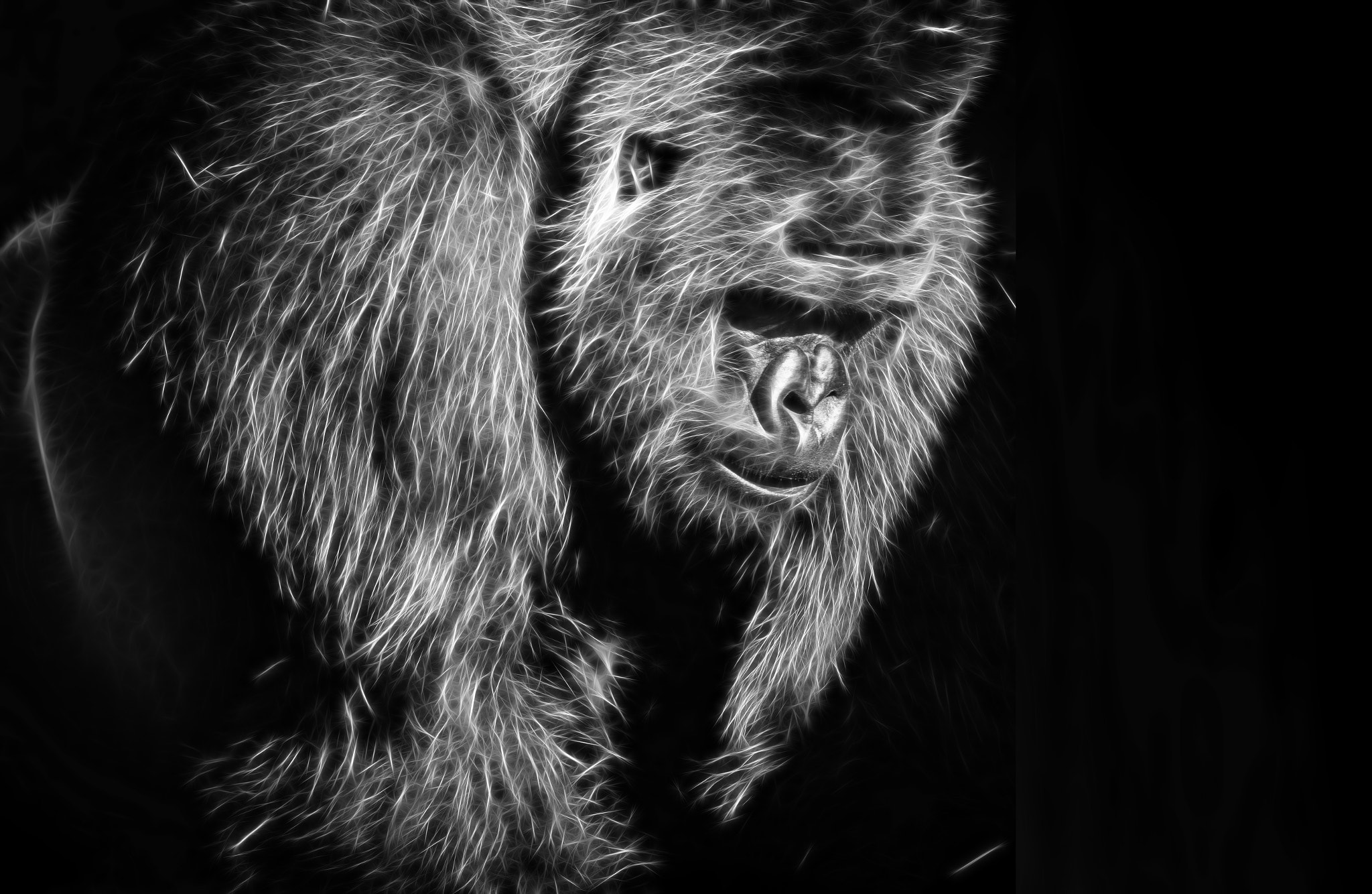 AF Nikkor 300mm f/4 IF-ED sample photo. Gorilla photography