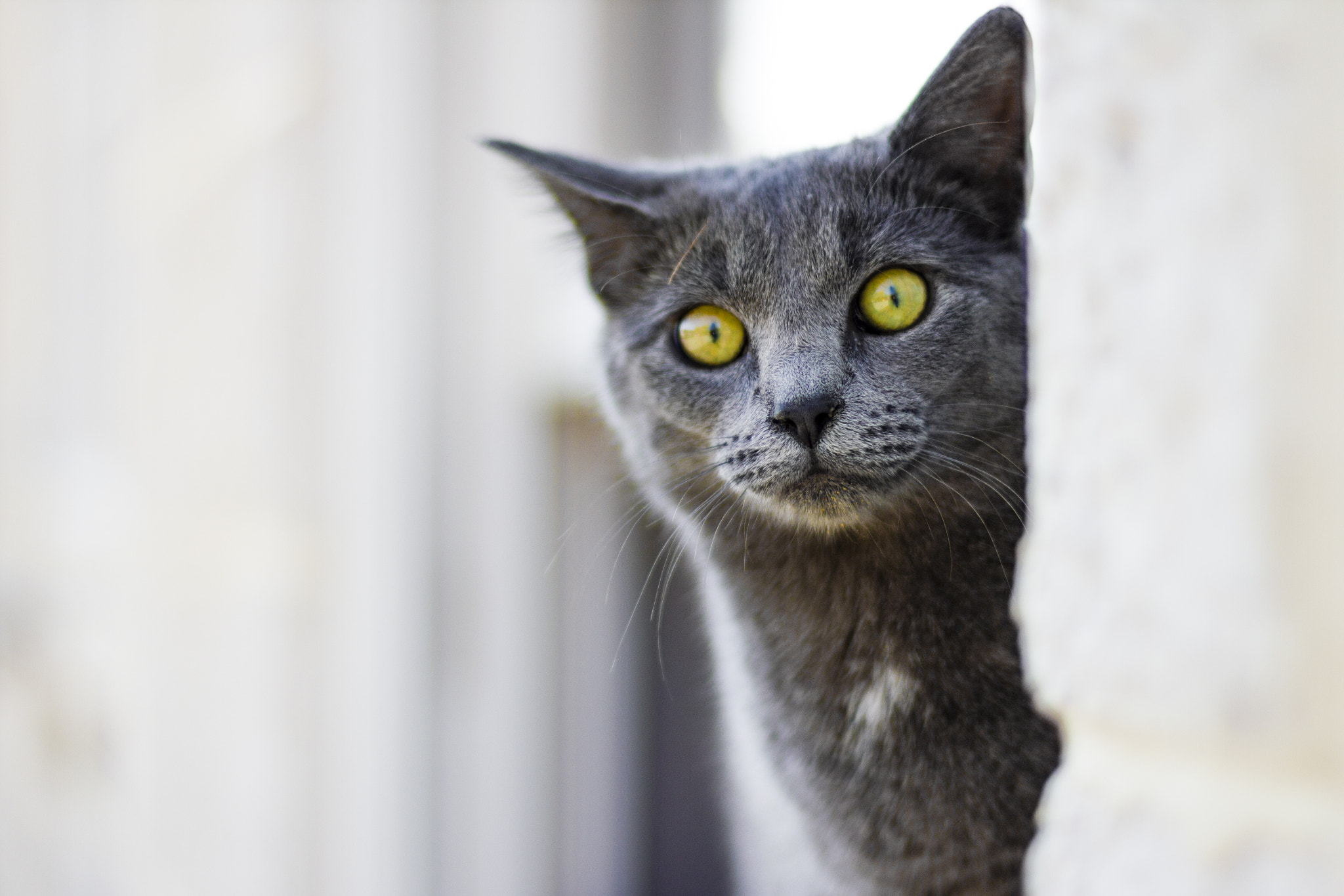 Canon EOS 550D (EOS Rebel T2i / EOS Kiss X4) sample photo. Curious cat photography