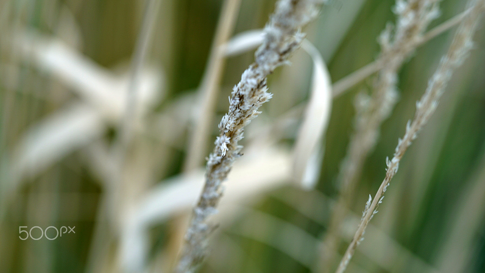 Sony a7S II + Sony FE 90mm F2.8 Macro G OSS sample photo. Just one beat of your heart photography
