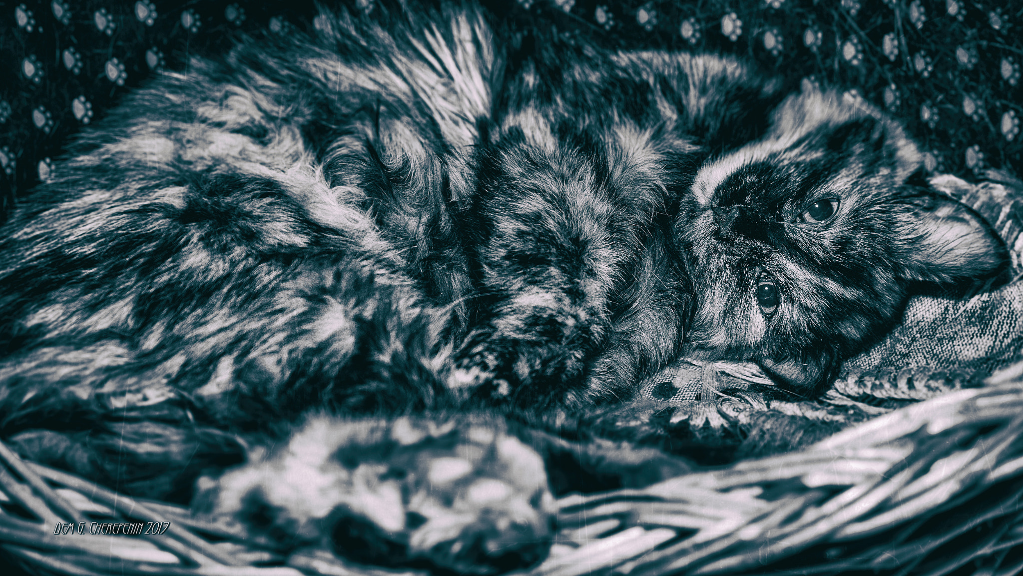 AF Zoom-Nikkor 28-105mm f/3.5-4.5D IF sample photo. When she woke up... photography