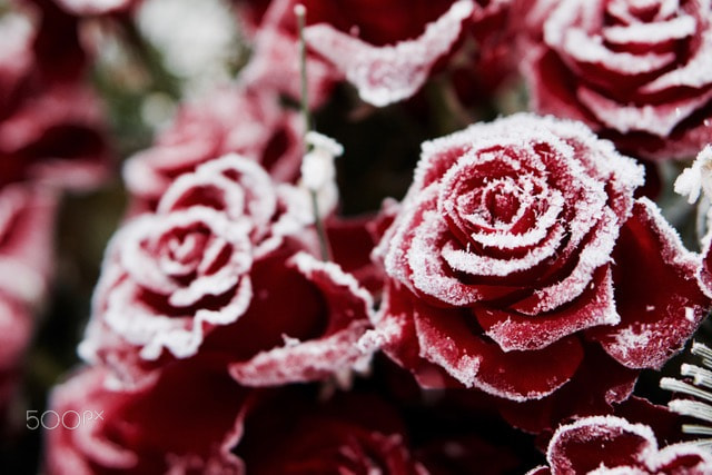 Sony Alpha NEX-7 + E 50mm F1.8 OSS sample photo. Icy red rose photography