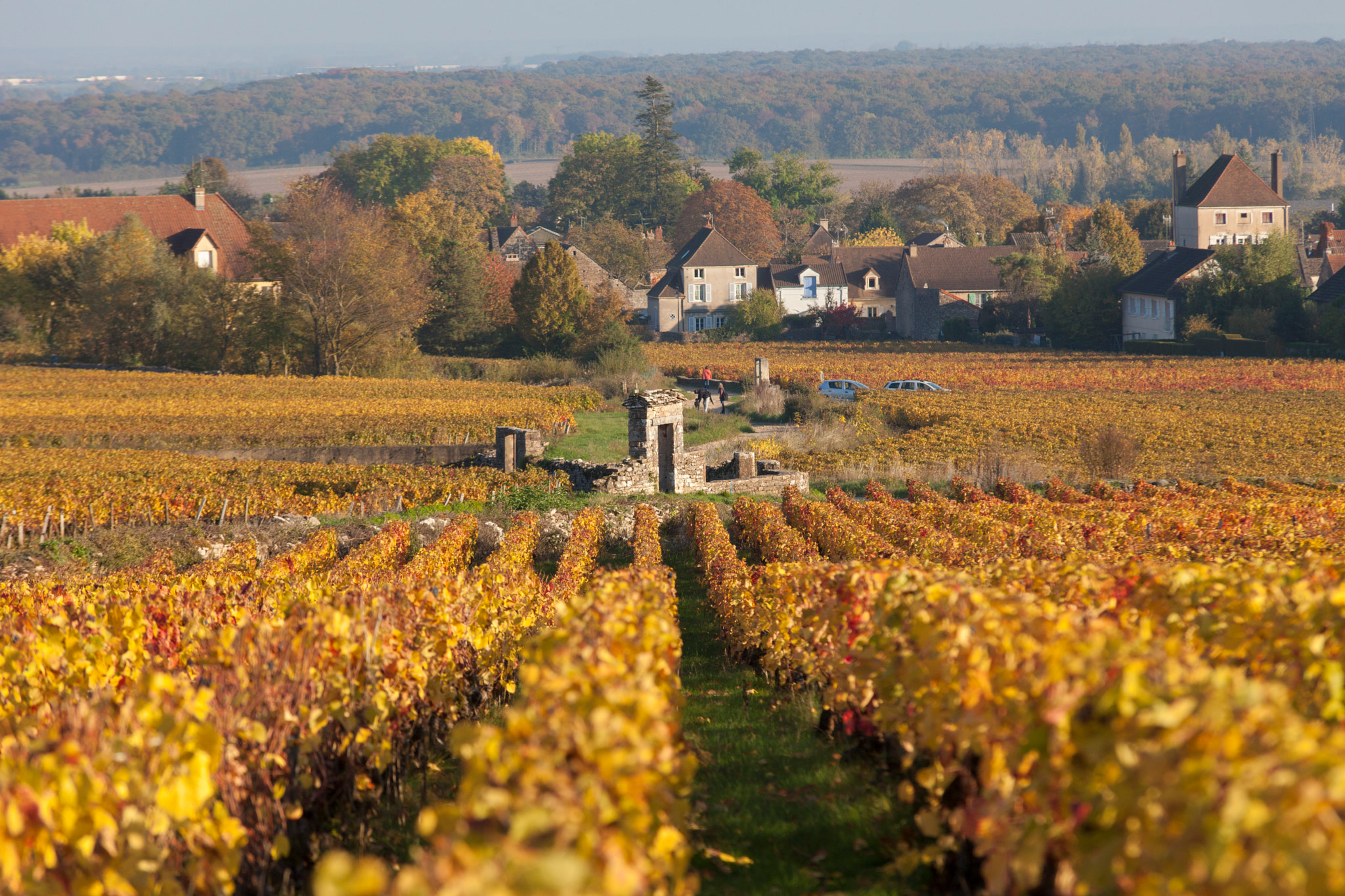 Sigma 70-200mm F2.8 EX DG OS HSM sample photo. Couleur d'automne dans les vignes photography