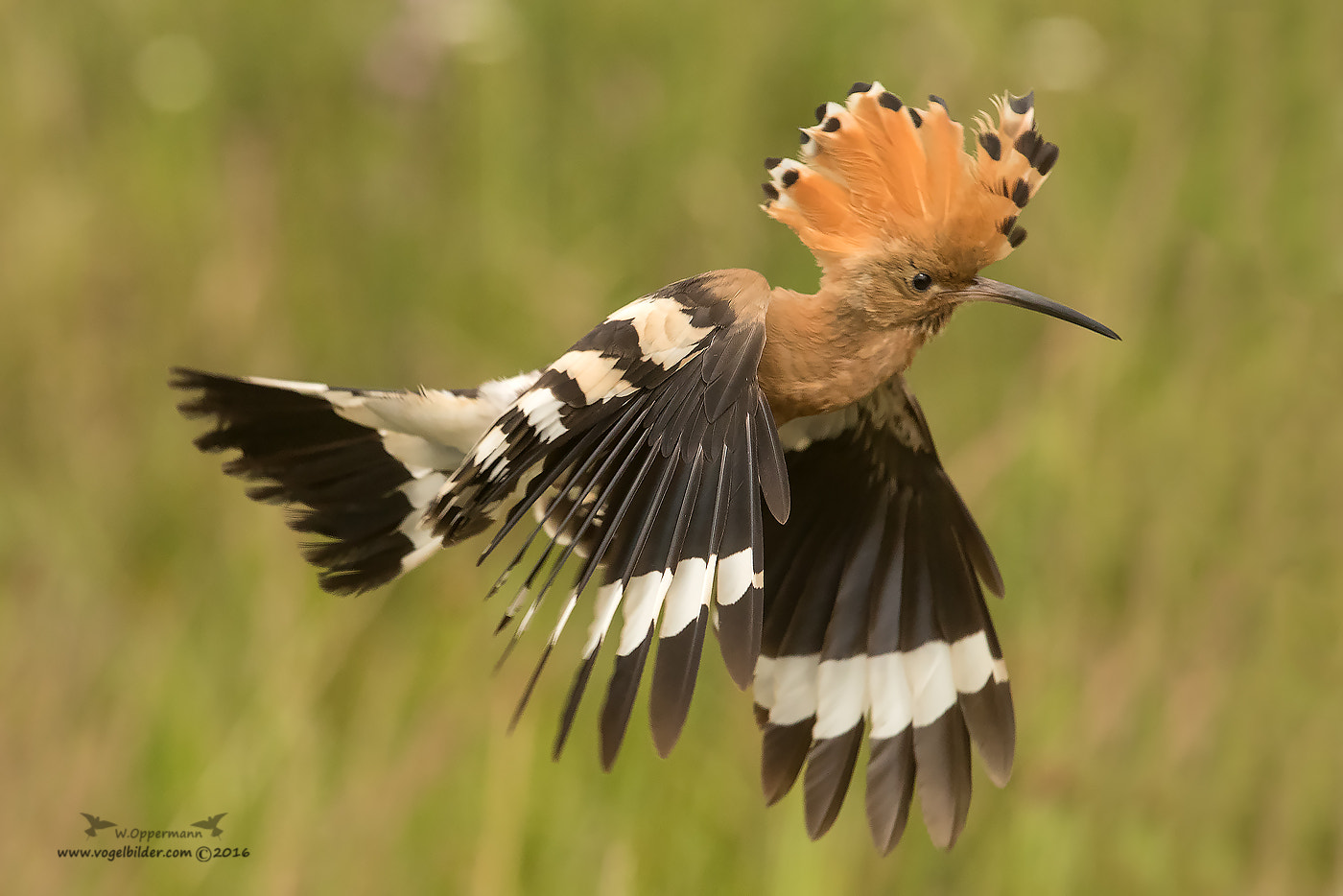 Canon EF 300mm F2.8L IS USM sample photo. Wiedehopf / hoopoe photography