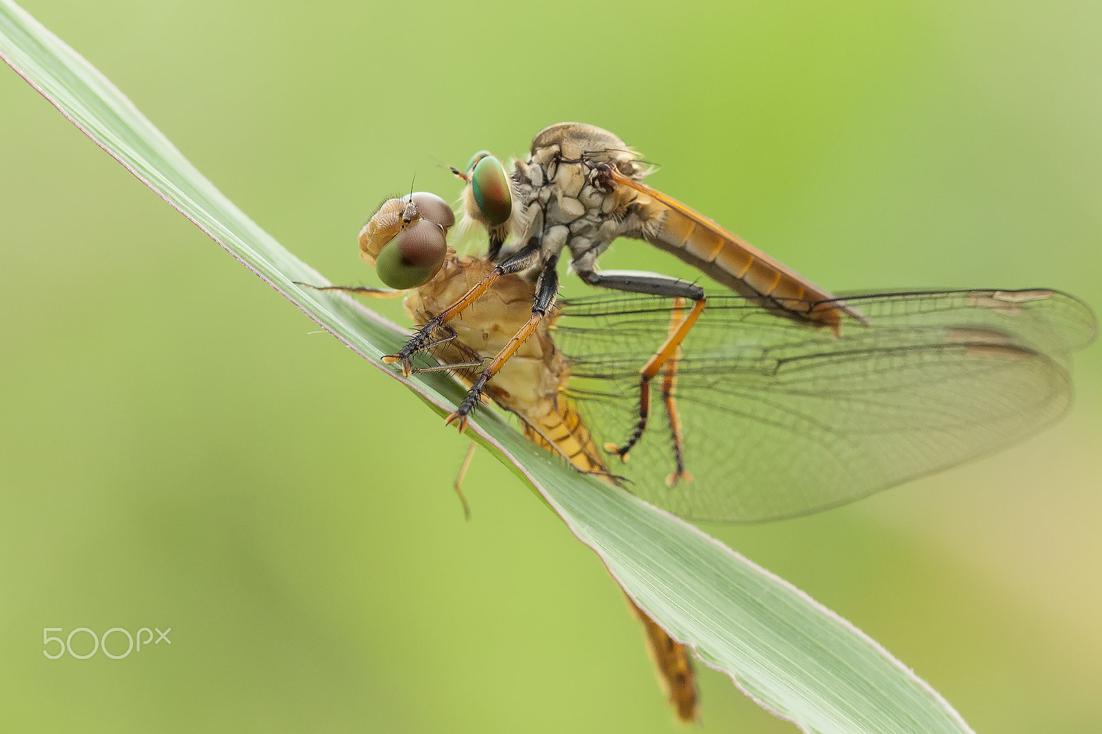Canon EF 100mm F2.8L Macro IS USM sample photo. The predator photography