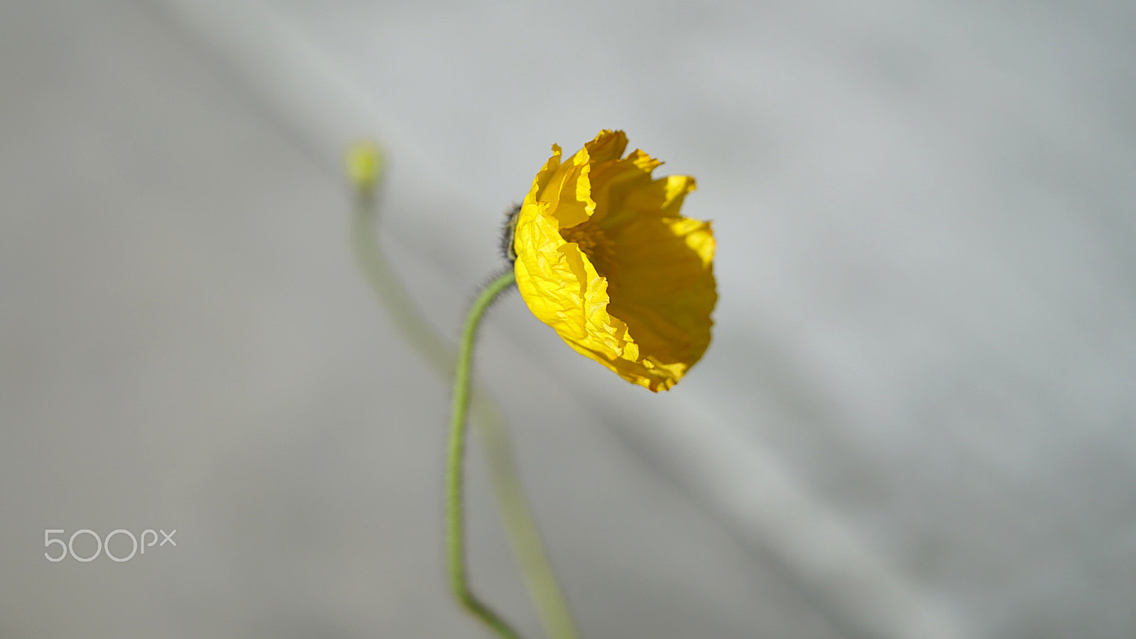 Sony a7S II + Sony FE 90mm F2.8 Macro G OSS sample photo. Is your love strong enough 0101 photography