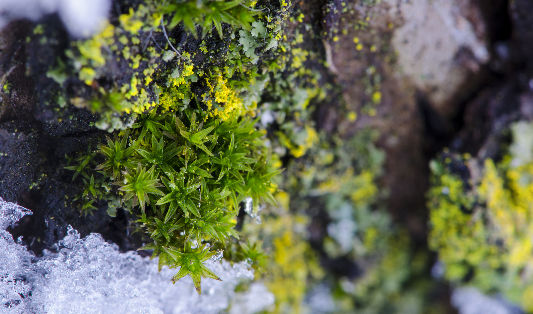 Nikon AF-S Micro-Nikkor 105mm F2.8G IF-ED VR sample photo. Winter moss photography