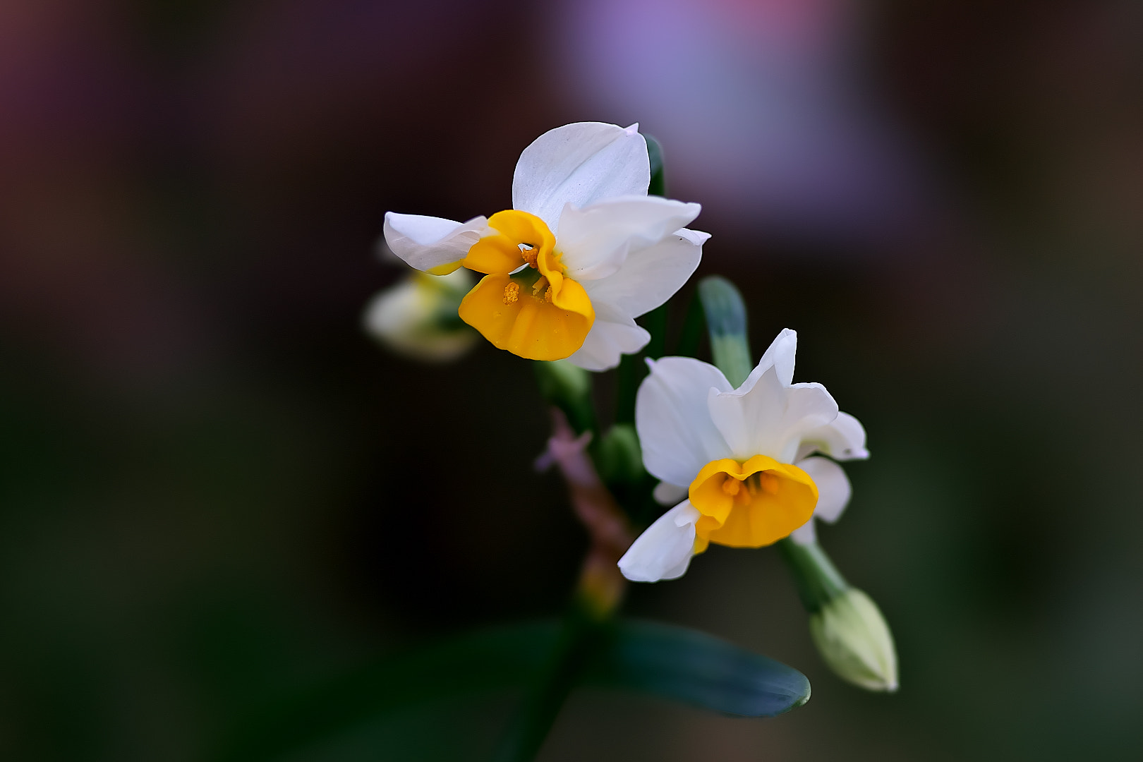 135mm F2.8[T4.5] STF sample photo. Narcissus（水仙） photography