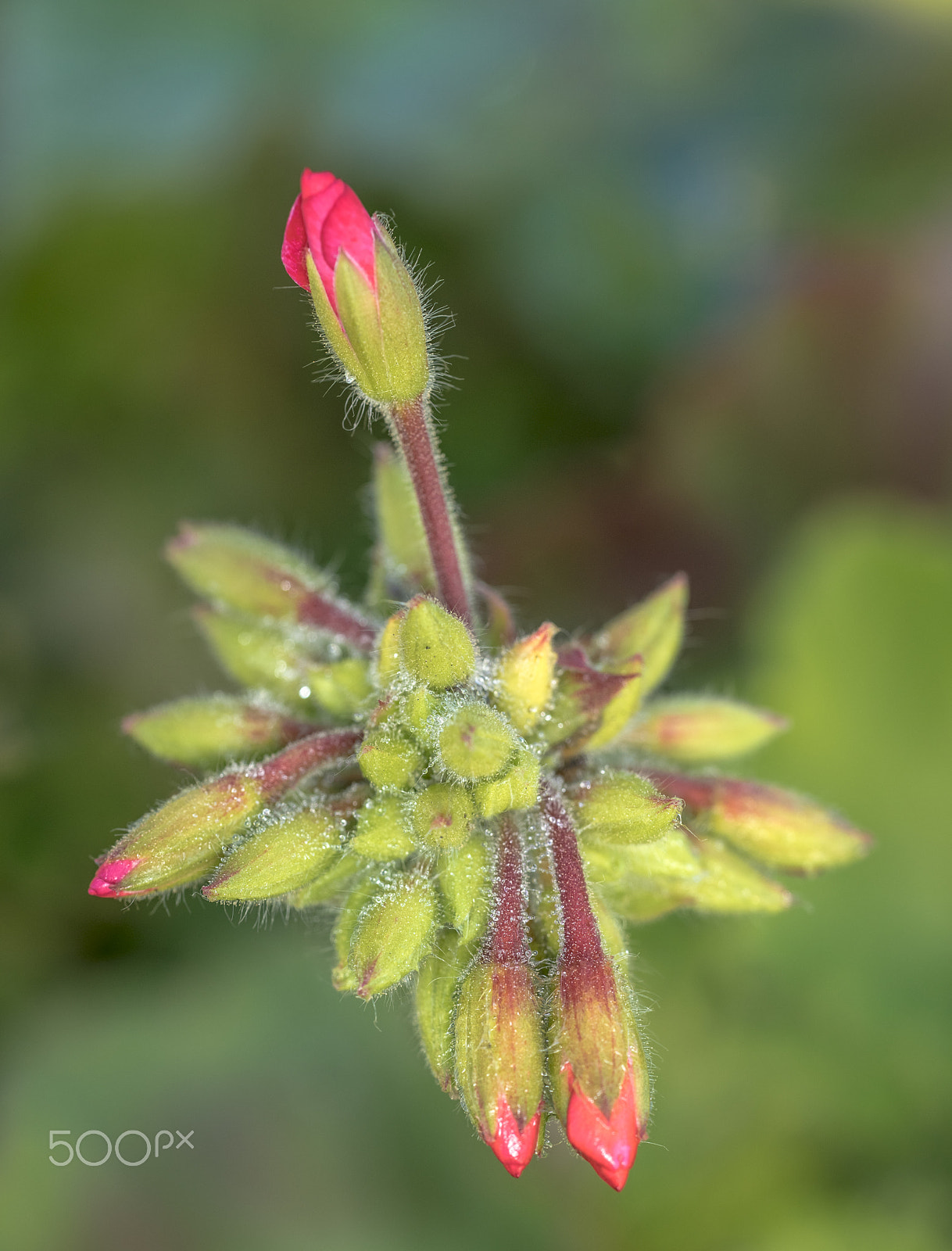 Sony a7R + Sony FE 90mm F2.8 Macro G OSS sample photo. Rising  rose. photography