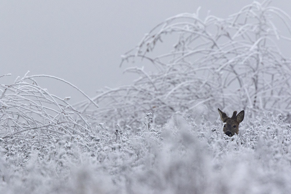 Canon EF 500mm F4L IS II USM sample photo. Birdies photography