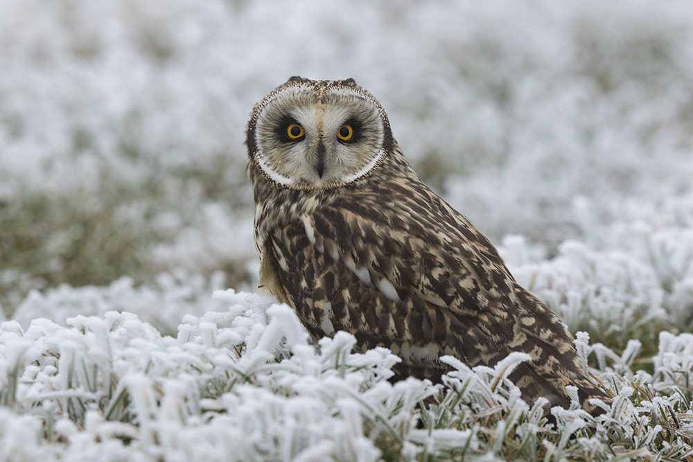 Canon EF 500mm F4L IS II USM sample photo. Birdies photography