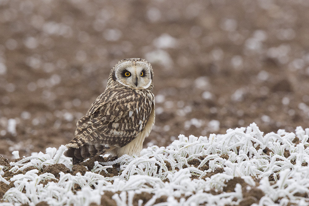 Canon EF 500mm F4L IS II USM sample photo. Birdies photography