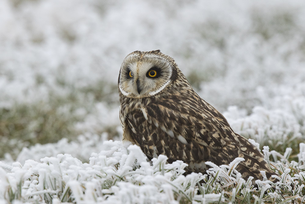 Canon EF 500mm F4L IS II USM sample photo. Birdies photography
