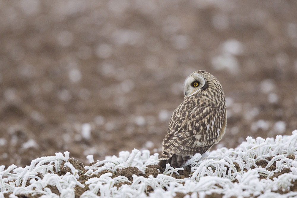 Canon EF 500mm F4L IS II USM sample photo. Birdies photography