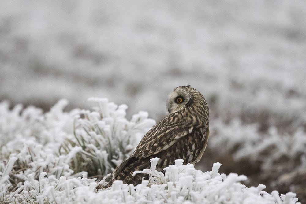 Canon EF 500mm F4L IS II USM sample photo. Birdies photography