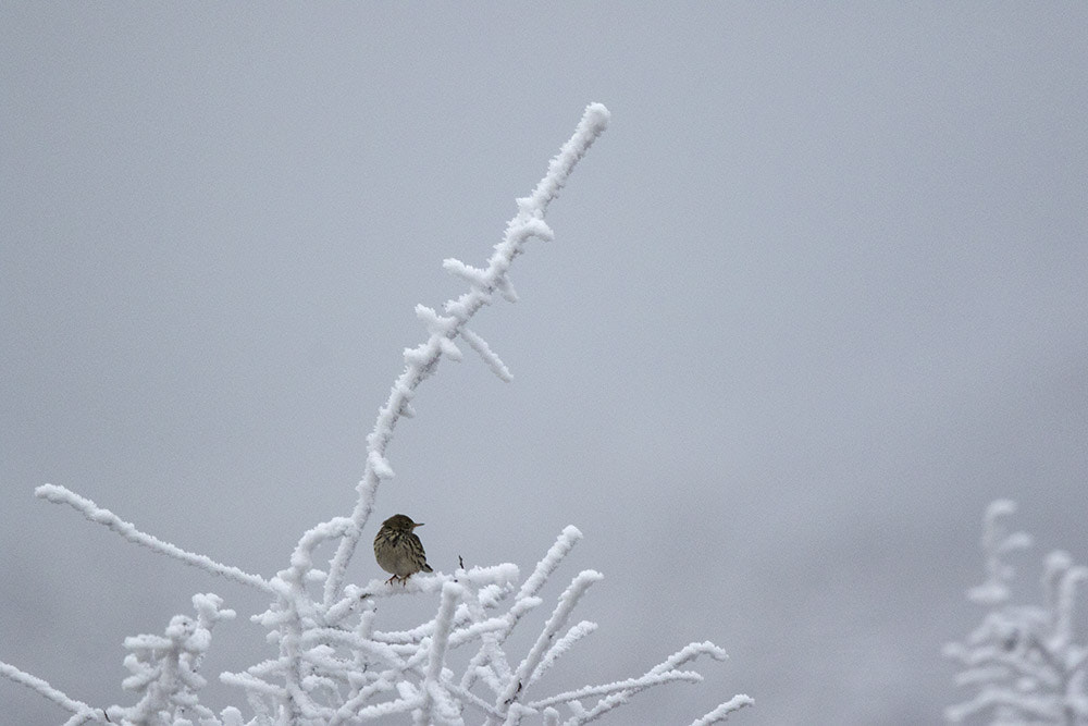 Canon EF 500mm F4L IS II USM sample photo. Birdies photography