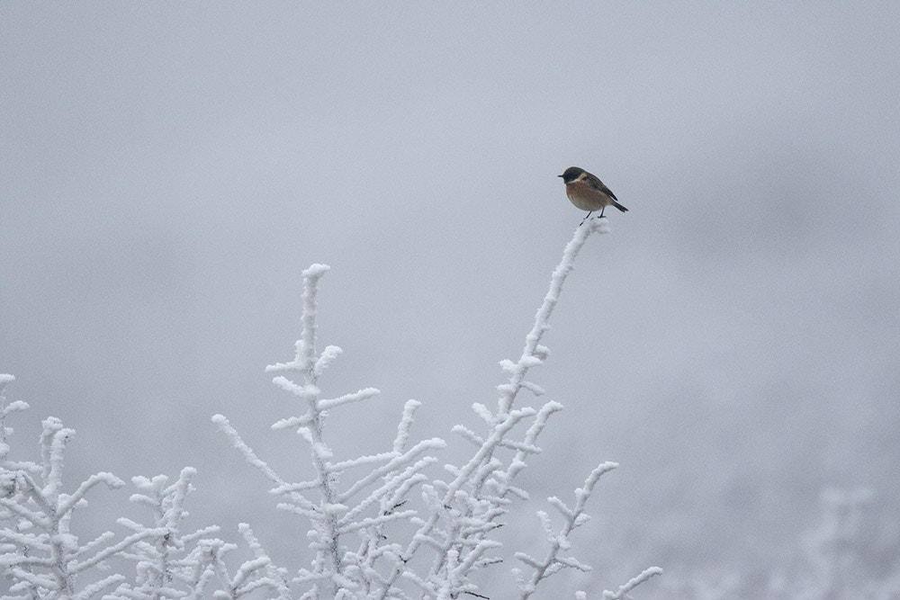 Canon EF 500mm F4L IS II USM sample photo. Birdies photography