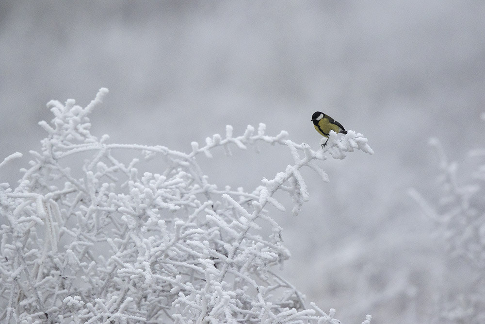 Canon EF 500mm F4L IS II USM sample photo. Birdies photography