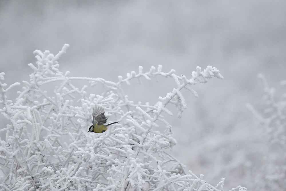 Canon EF 500mm F4L IS II USM sample photo. Birdies photography