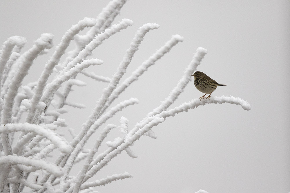 Canon EF 500mm F4L IS II USM sample photo. Birdies photography