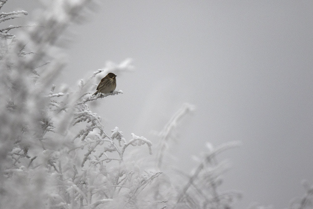 Canon EF 500mm F4L IS II USM sample photo. Birdies photography