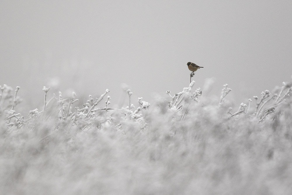 Canon EF 500mm F4L IS II USM sample photo. Birdies photography