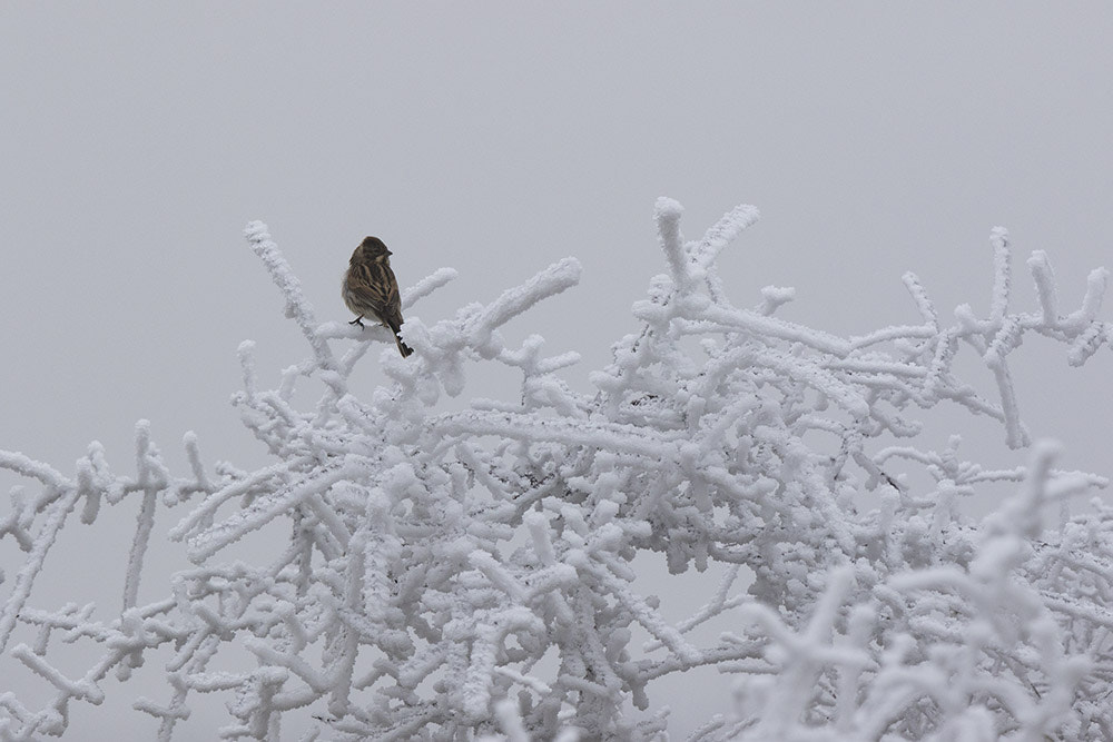 Canon EF 500mm F4L IS II USM sample photo. Birdies photography