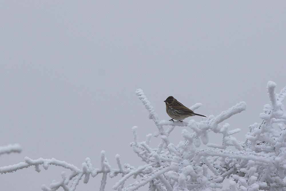 Canon EF 500mm F4L IS II USM sample photo. Birdies photography
