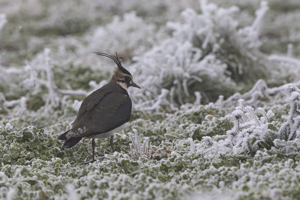 Canon EF 500mm F4L IS II USM sample photo. Birdies photography