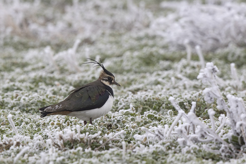 Canon EF 500mm F4L IS II USM sample photo. Birdies photography
