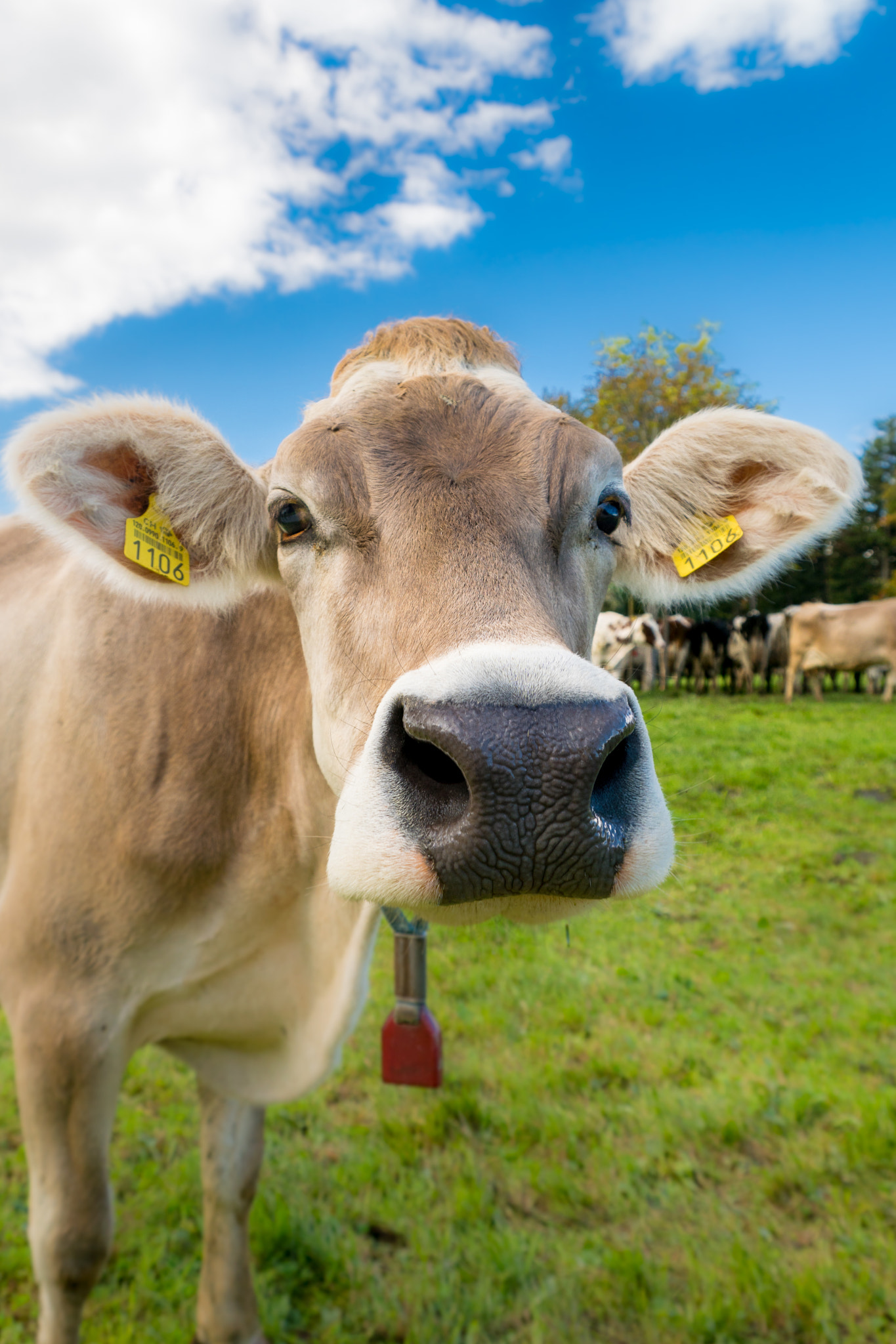 Sony DT 18-250mm F3.5-6.3 sample photo. Moo! photography