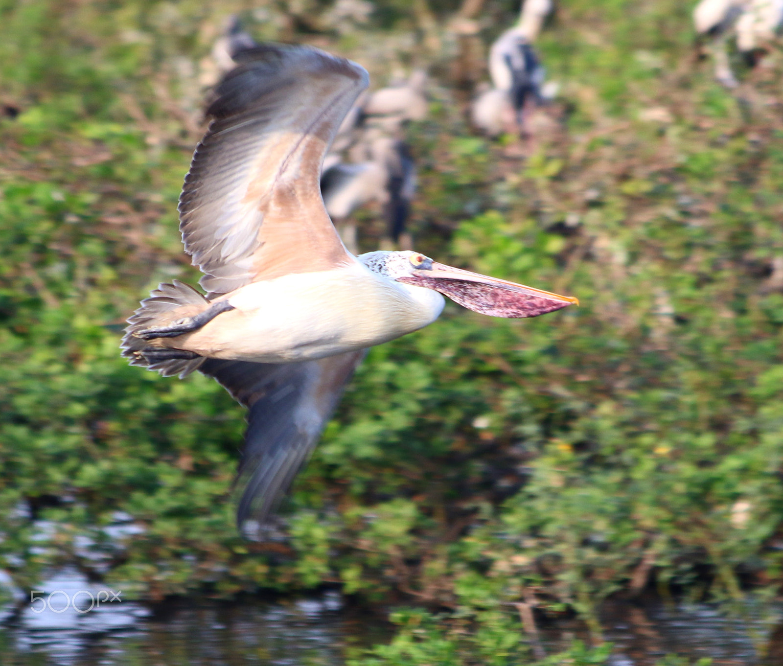 Canon EF 70-300mm F4-5.6 IS USM sample photo. Pelican photography