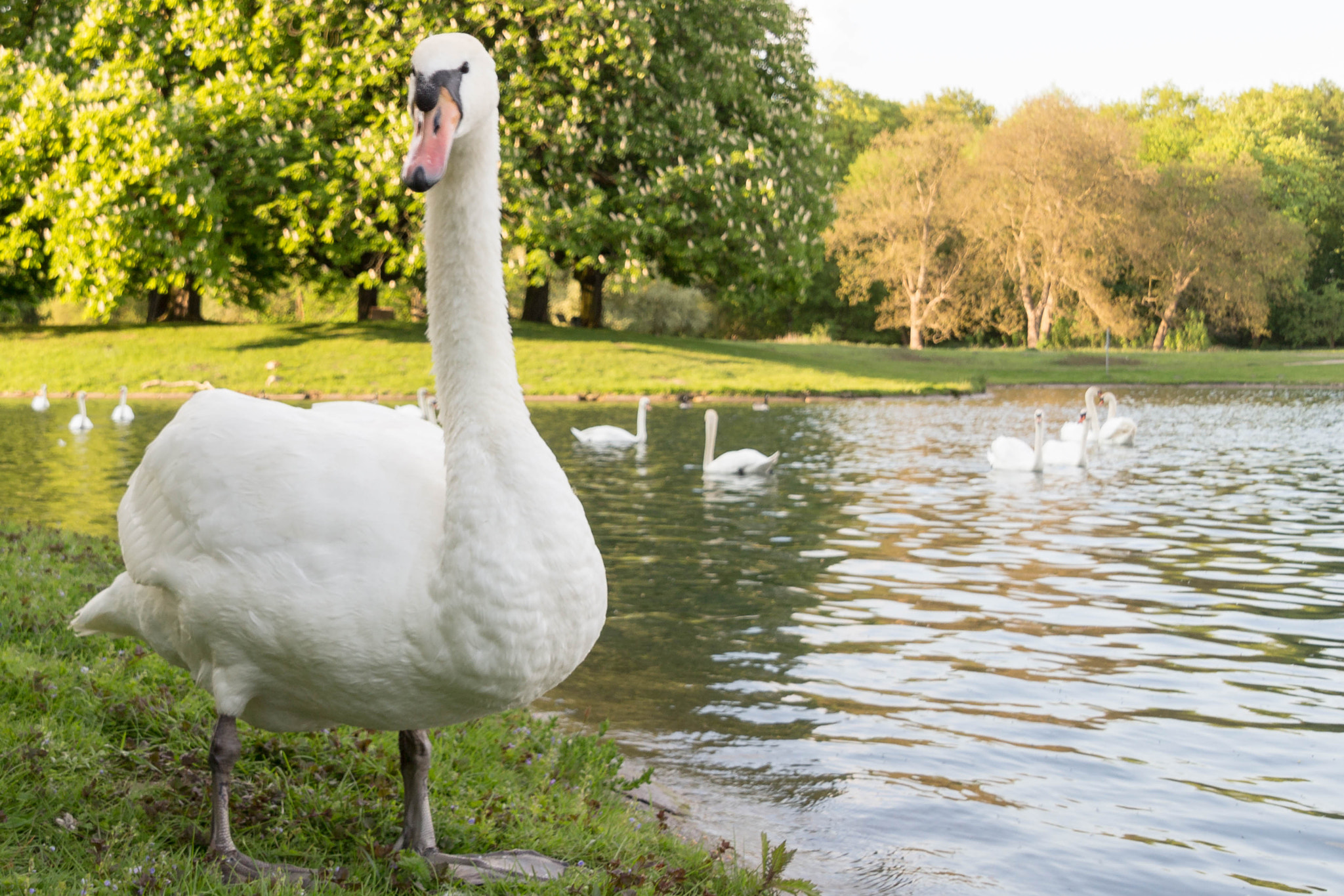 Canon EOS 100D (EOS Rebel SL1 / EOS Kiss X7) sample photo. Swan photography