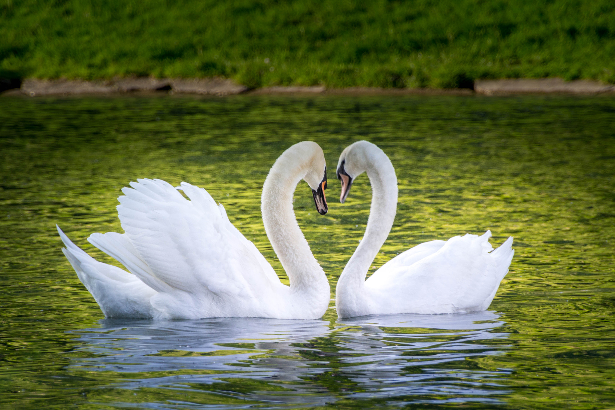 Canon EOS 100D (EOS Rebel SL1 / EOS Kiss X7) sample photo. Swan photography