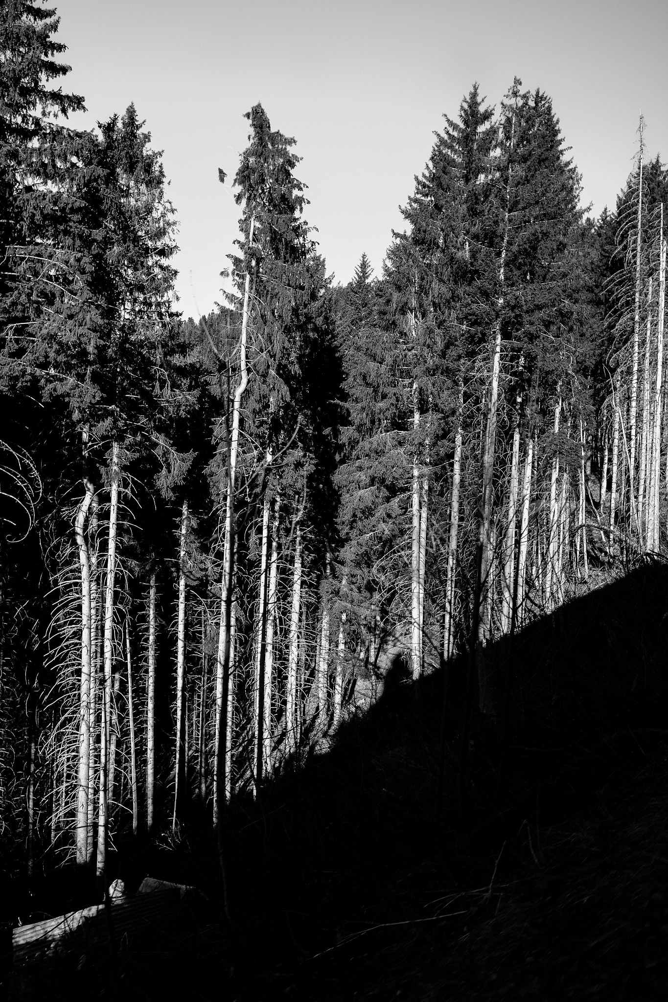 Fujifilm X-T10 + Fujifilm XF 16mm F1.4 R WR sample photo. The forest photography