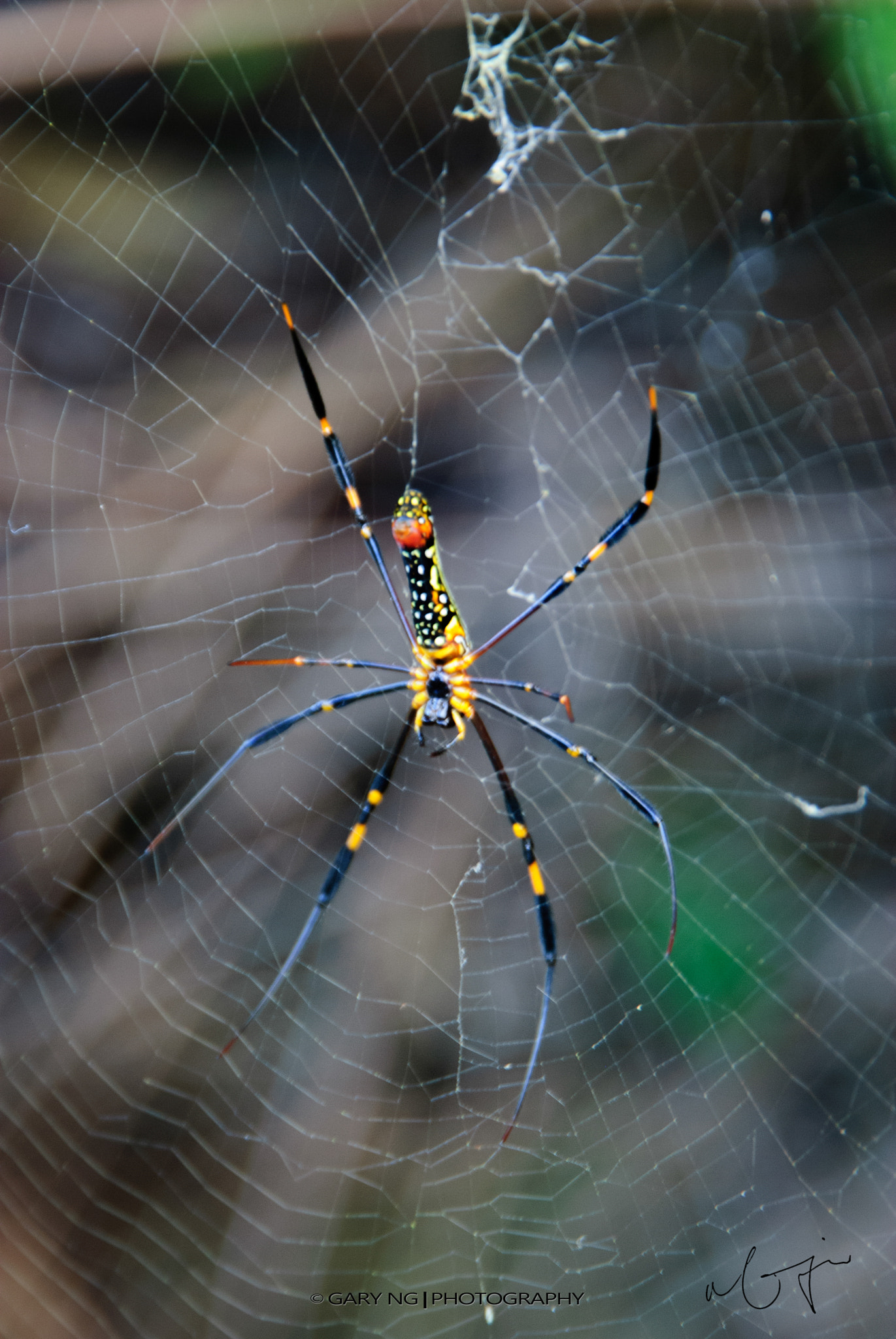 Nikon D80 sample photo. Spider photography