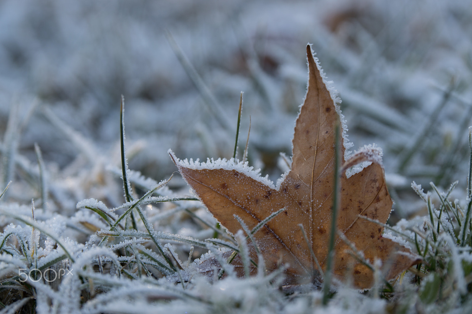 Sony ILCA-77M2 + Tamron SP 70-200mm F2.8 Di VC USD sample photo. Icy leaf photography