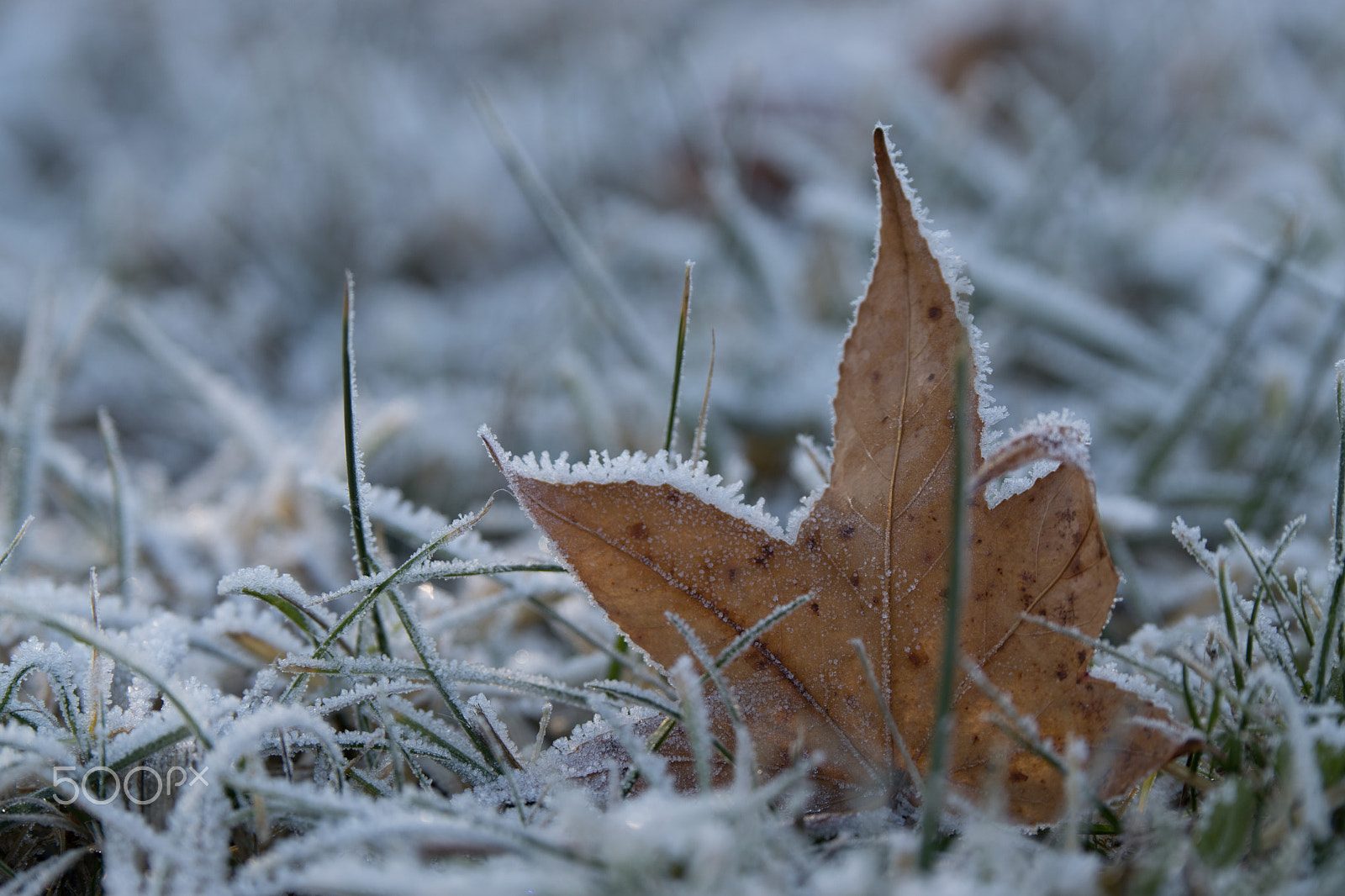 Tamron SP 70-200mm F2.8 Di VC USD sample photo. Icy leaf photography