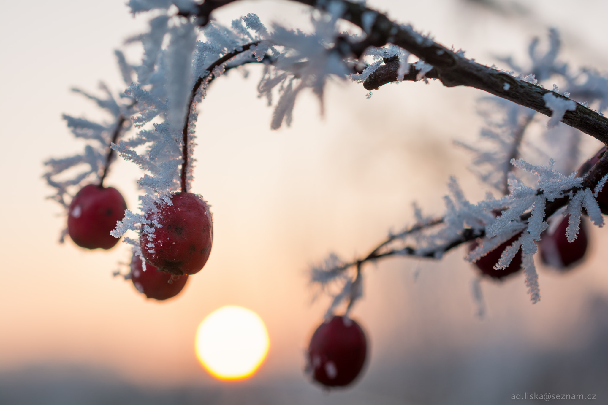Nikon AF-S DX Micro Nikkor 40mm F2.8 sample photo. Frost photography