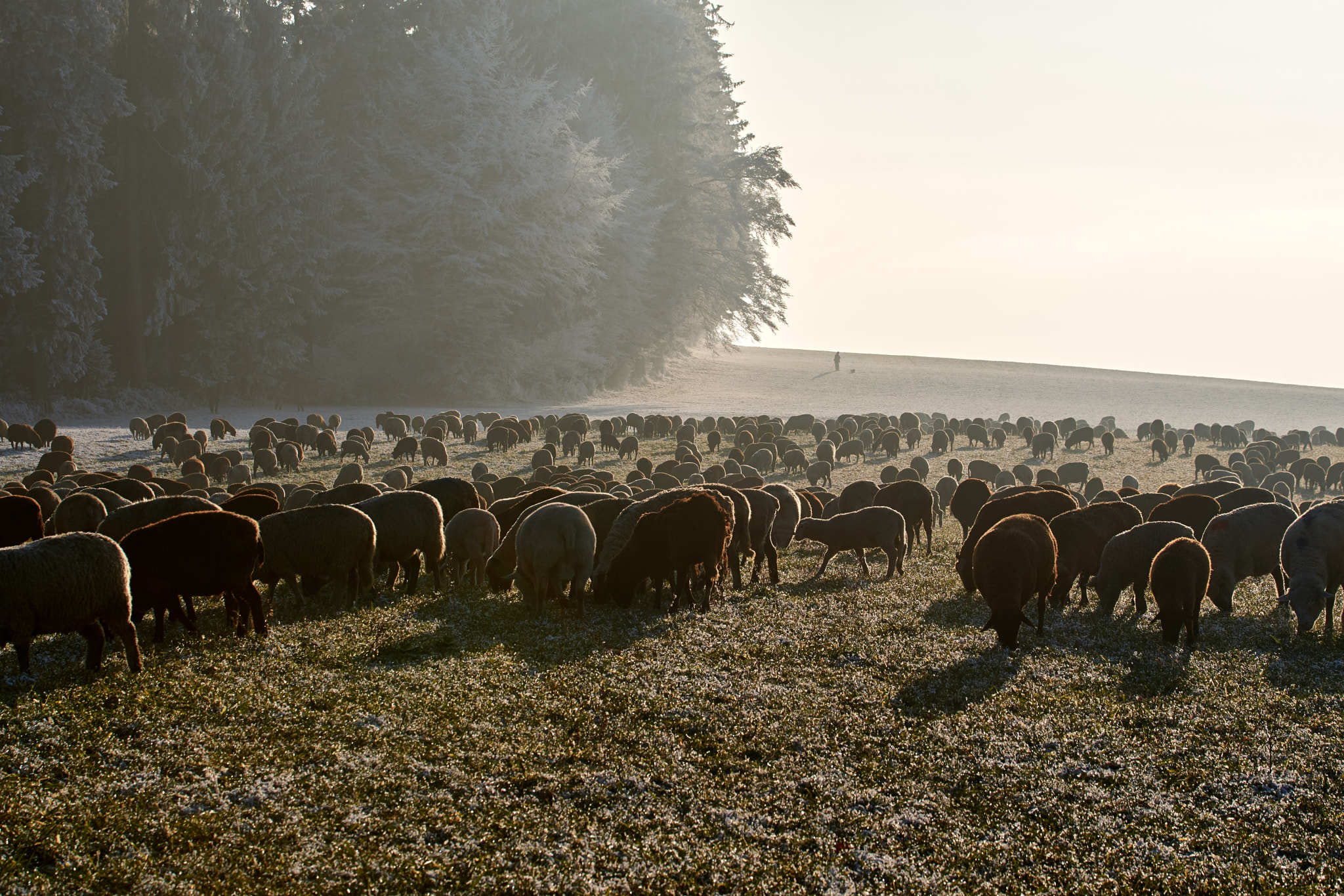 Nikon D500 sample photo. Herd of sheep passing by photography