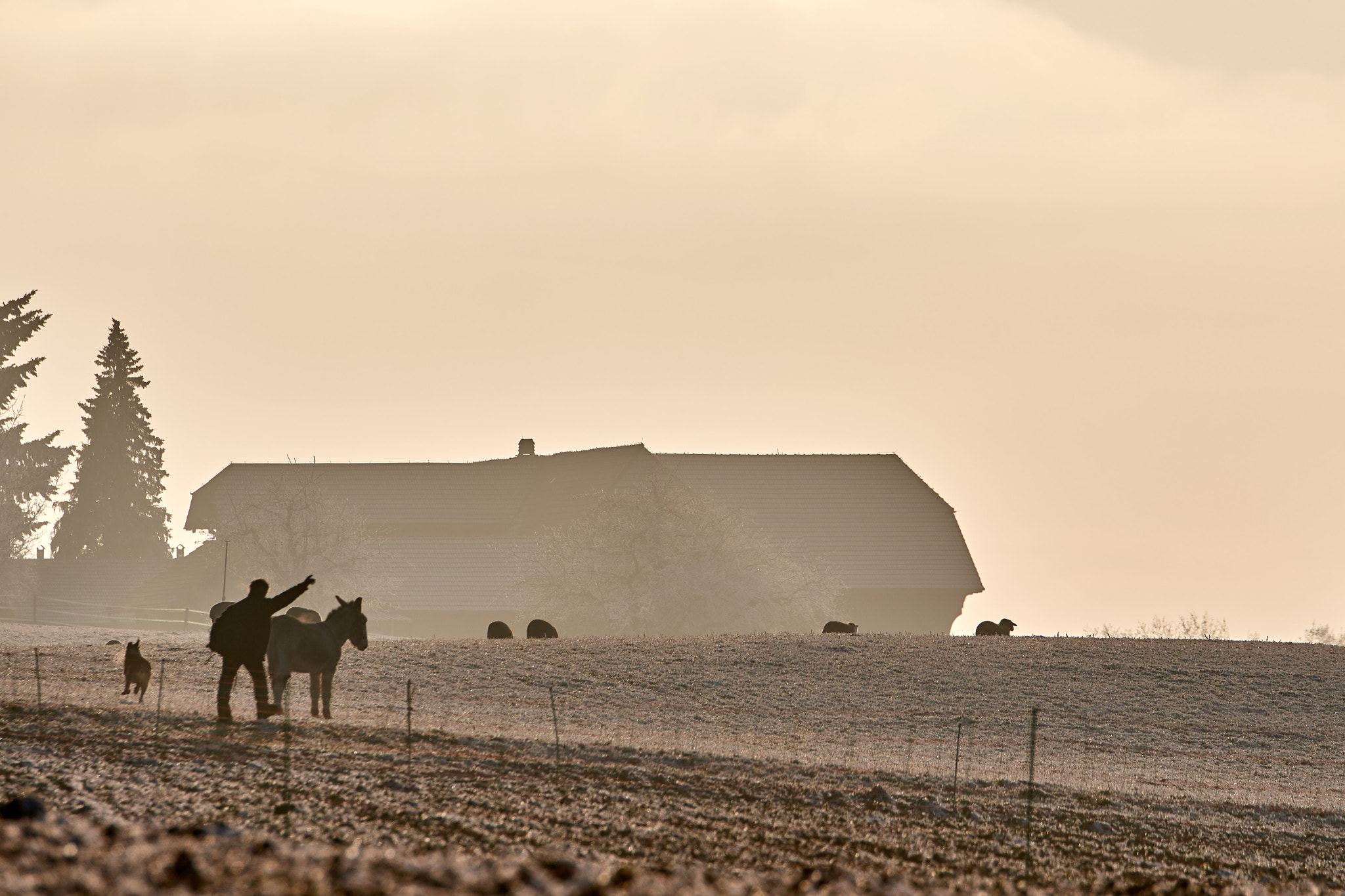 Nikon D500 sample photo. Herd of sheep passing by photography