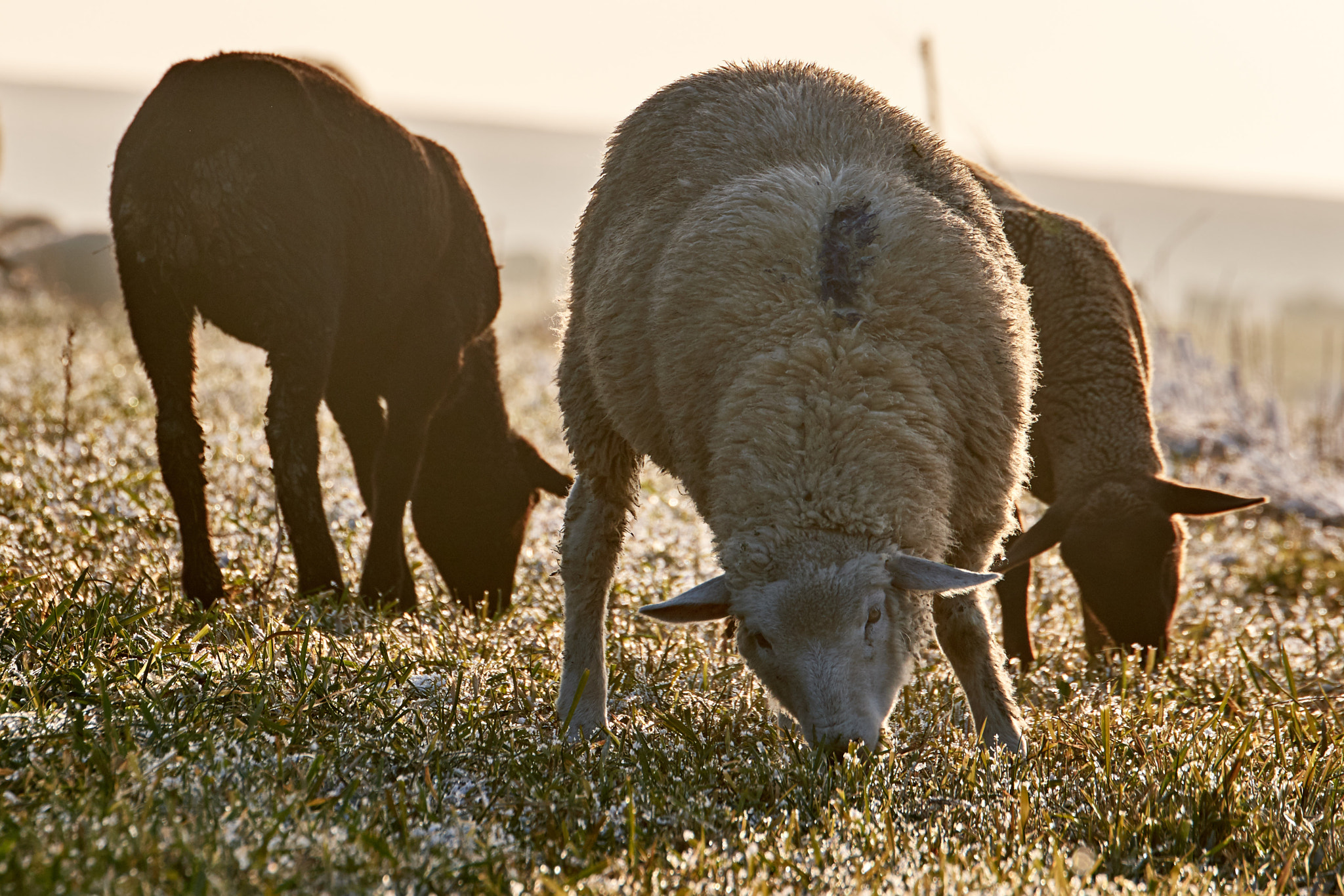 Nikon D500 sample photo. Herd of sheep passing by photography