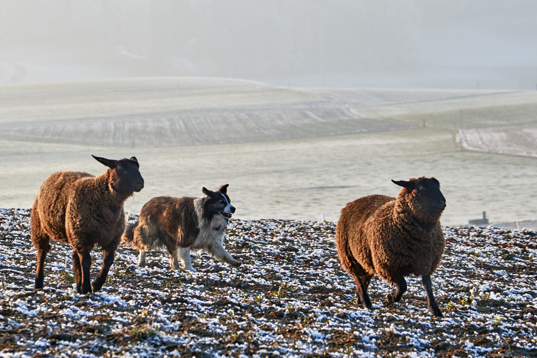 Nikon D500 sample photo. Herd of sheep passing by photography