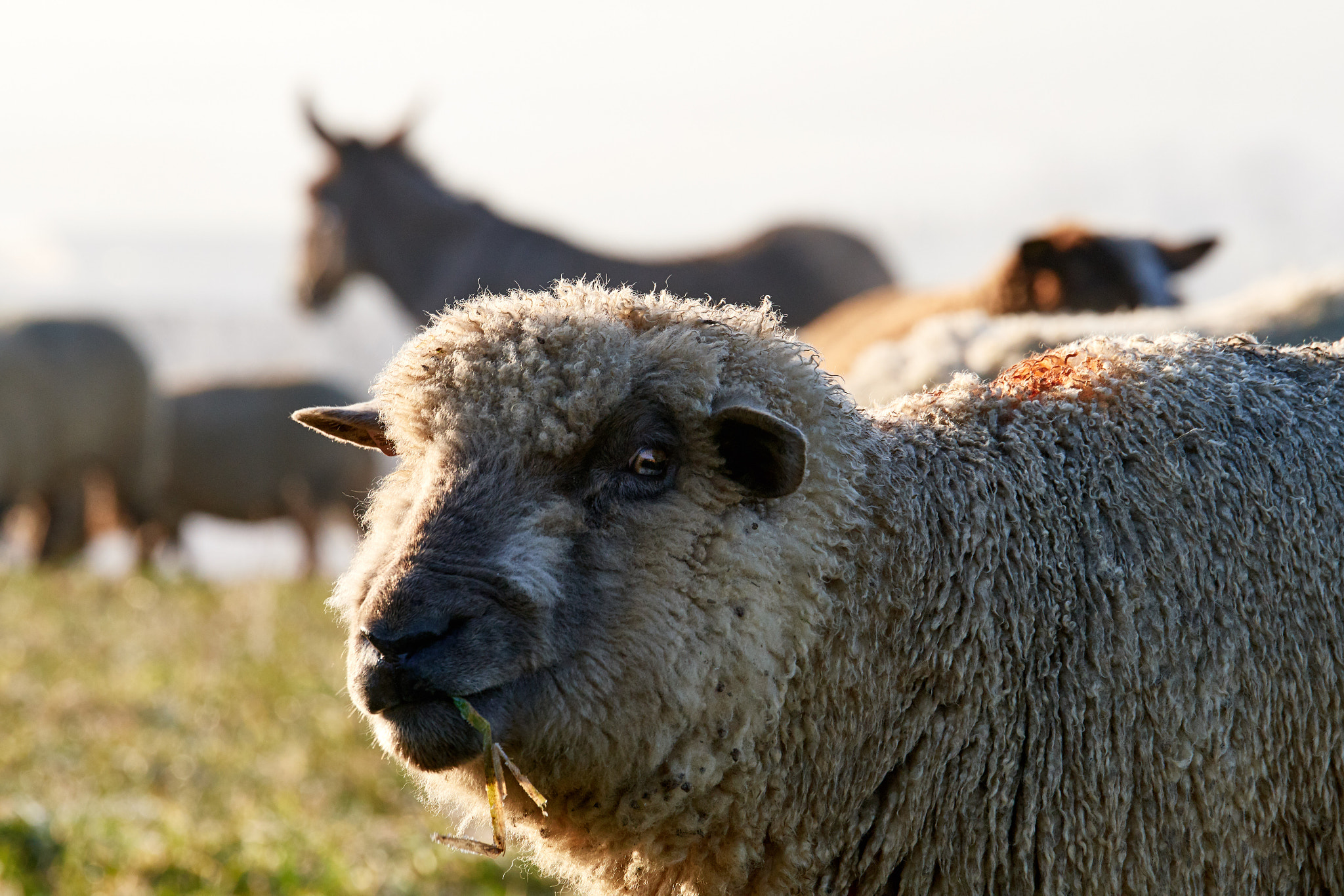 Nikon D500 sample photo. Herd of sheep passing by photography