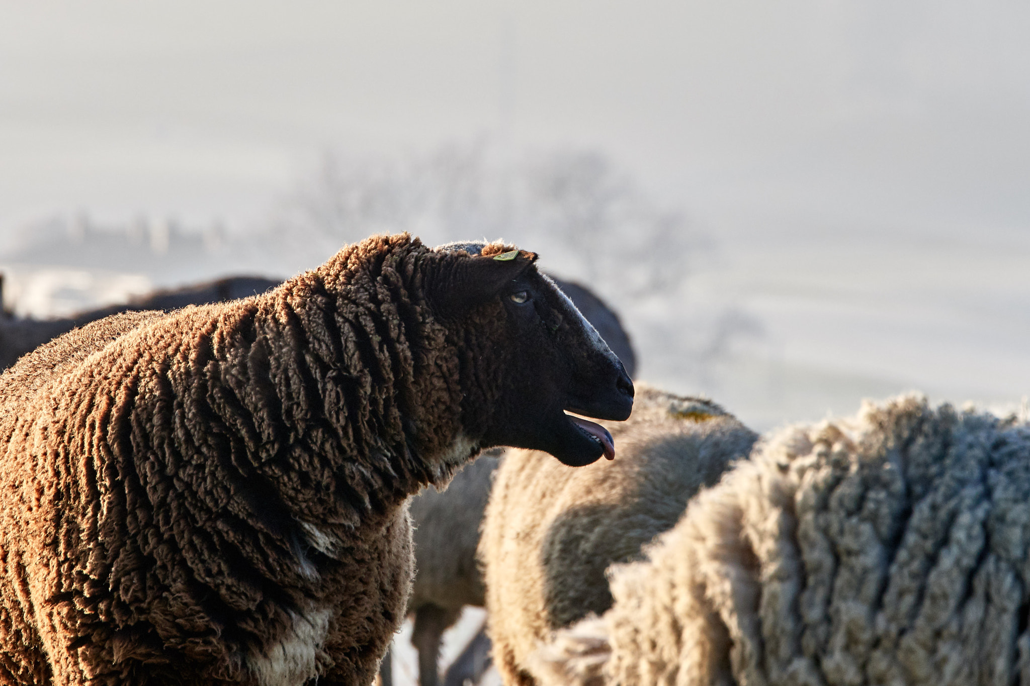 Nikon D500 sample photo. Herd of sheep passing by photography