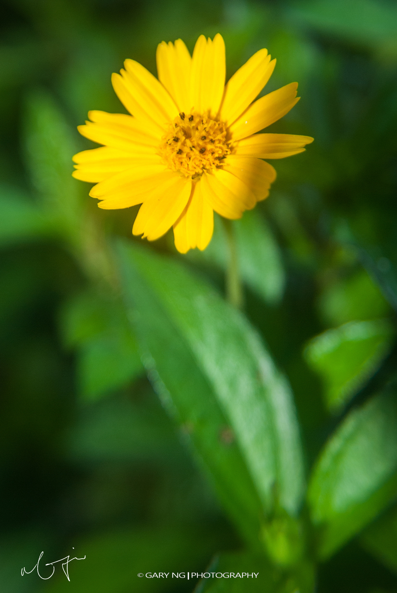 Nikon D80 sample photo. Flower photography