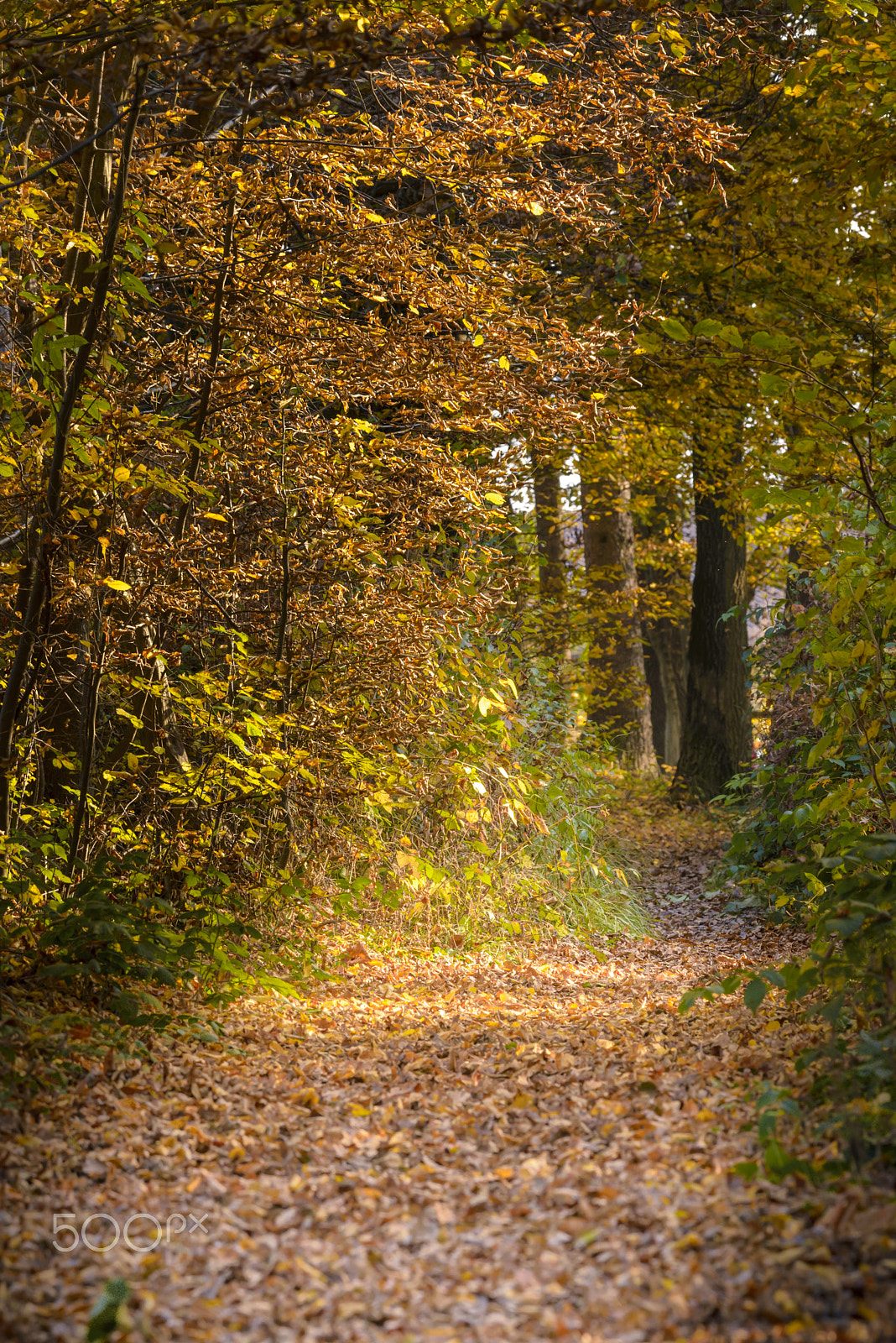 Nikon D600 + Nikon AF-S Nikkor 200-500mm F5.6E ED VR sample photo. Trail through the woods in autumn photography