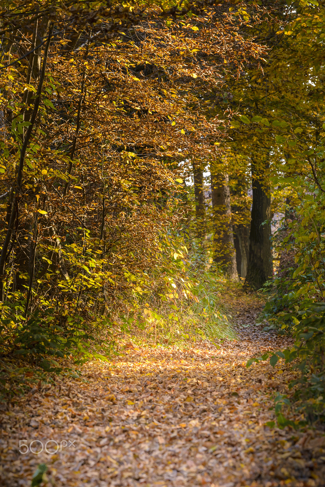 Nikon AF-S Nikkor 200-500mm F5.6E ED VR sample photo. Trail through the woods in autumn photography