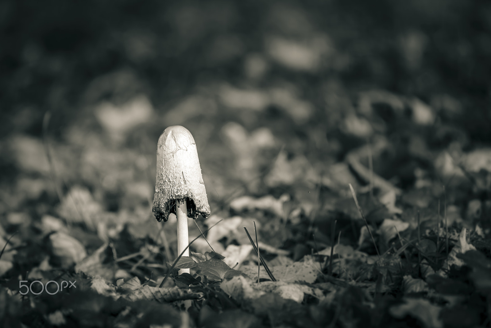 Nikon AF-S Nikkor 200-500mm F5.6E ED VR sample photo. Mushroom in autumn foliage, black and white photography