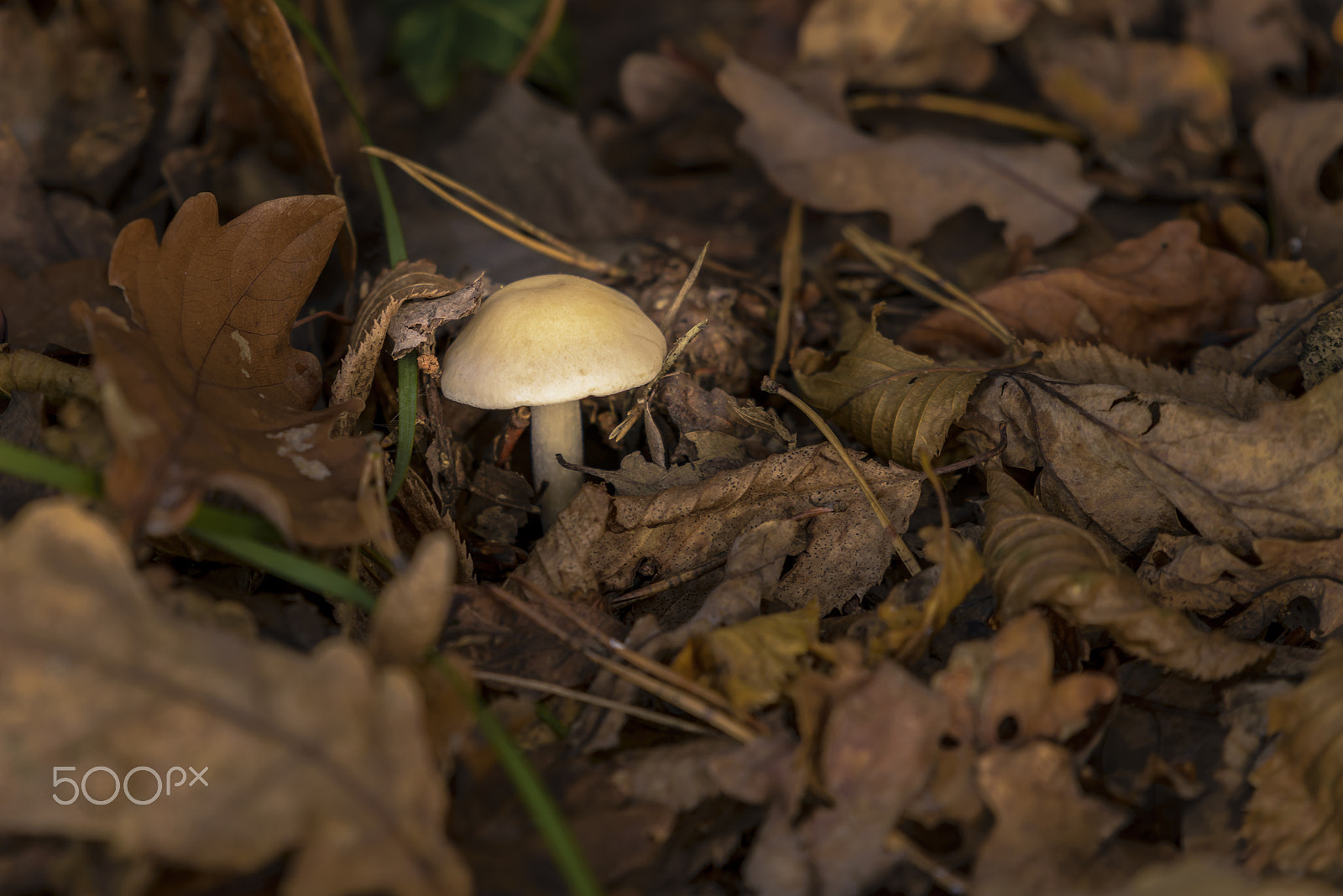 Nikon AF-S Nikkor 200-500mm F5.6E ED VR sample photo. Mushroom in autumn foliage photography