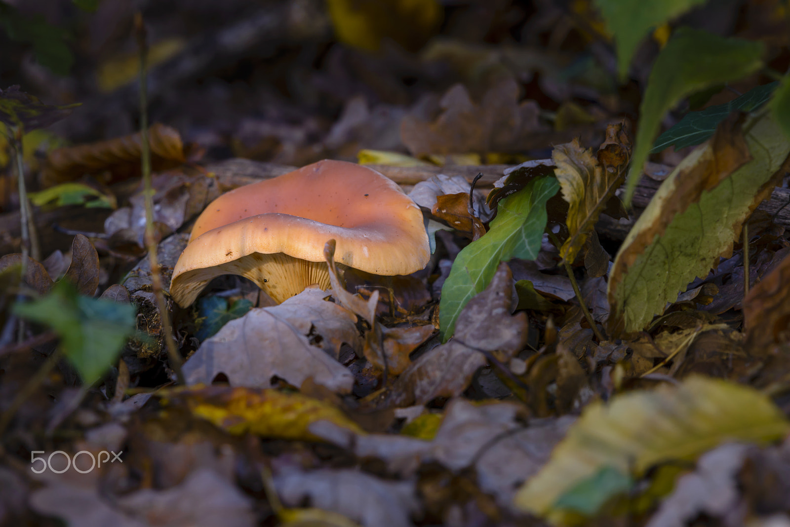 Nikon AF-S Nikkor 200-500mm F5.6E ED VR sample photo. Mushroom in autumn foliage photography